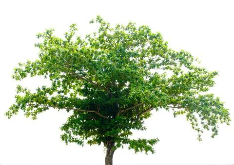 Green tree isolate on white Stock Photos