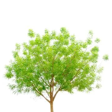 Green tree isolate on white Stock Photos
