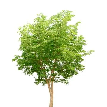 Green tree isolate on white Stock Photos