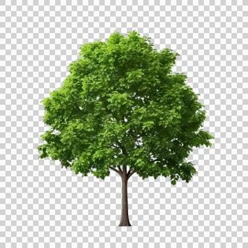 Green tree isolated for decorative Stock Photos