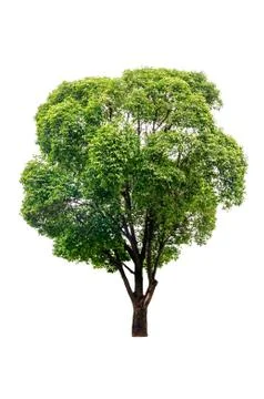 Green tree isolated Stock Photos