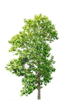 Green tree isolated Stock Photos