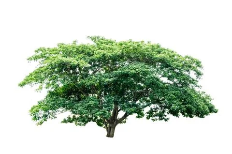 Green tree isolated Stock Photos