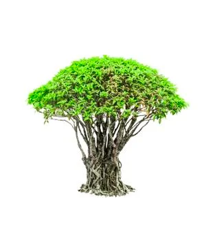 Green tree isolated Stock Photos