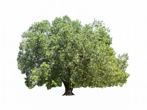 Green tree isolated Stock Photos