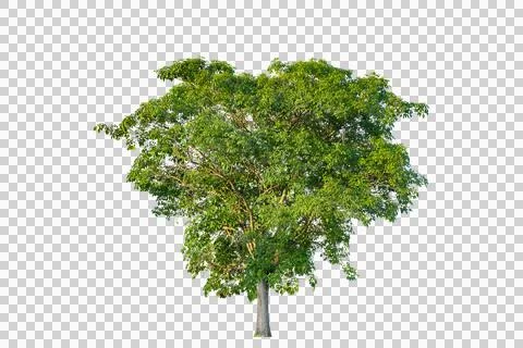 Green tree isolated on transparent background with clipping path, single tr.. Stock Photos