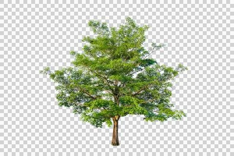 Green tree isolated on transparent background with clipping path, single tr.. Stock Photos