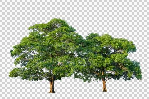 Green tree isolated on transparent background with clipping path, single tr.. Stock Photos