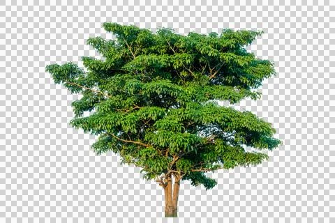 Green tree isolated on transparent background with clipping path, single tr.. Foto stock