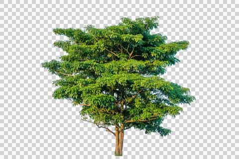 Green tree isolated on transparent background with clipping path, single tr.. Foto stock