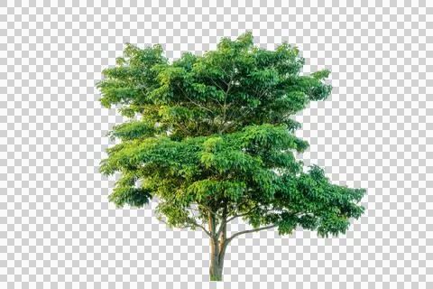 Green tree isolated on transparent background with clipping path, single tr.. Stock Photos