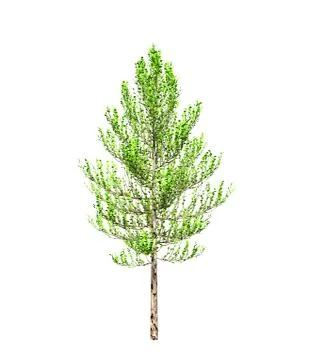 Green tree isolated on white background. 3D illustration Stock Illustration
