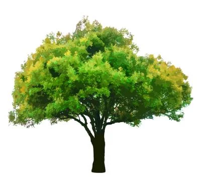 Green tree isolated on white background vector Illustrazione stock