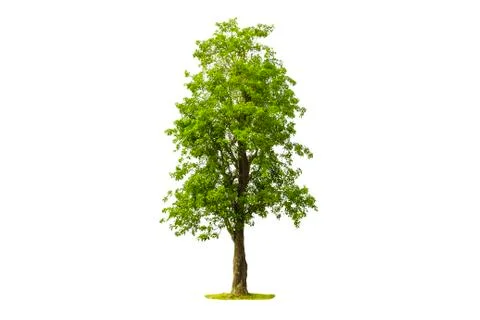 Green Tree isolated with white background Stock Photos