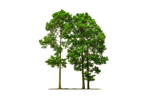 Green Tree isolated with white background Stock Photos
