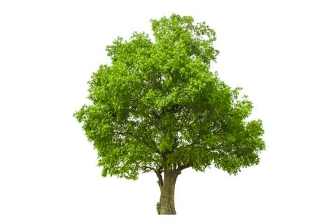 Green Tree isolated with white background Stock Photos