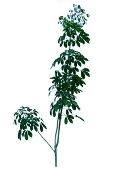 Green tree isolated from the white background Foto stock