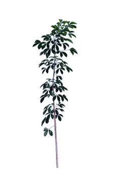 Green tree isolated from the white background Stock Photos