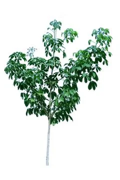Green tree isolated from the white background Stock Photos
