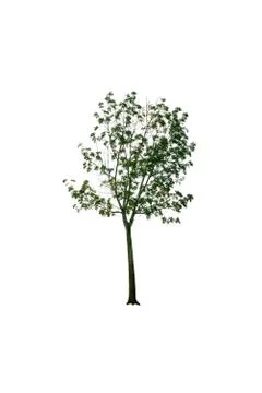 Green tree isolated from the white background Web design. Stock Photos