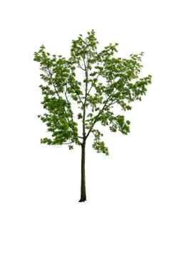 Green tree isolated from the white background. Stock Photos