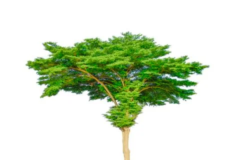Green tree, isolated on white background Stock Photos