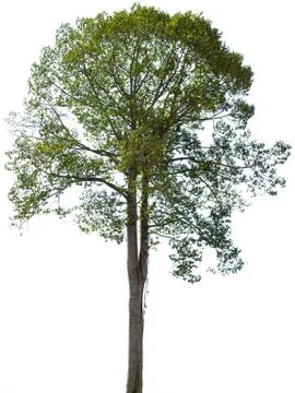 Green tree isolated on white background Stock Photos