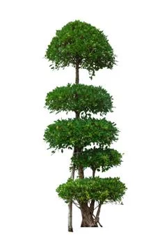 Green tree isolated on a white background. Stock Photos