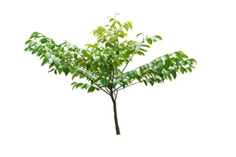 Green tree isolated on a white background. Stock Photos