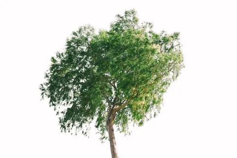 Green tree isolated on a white background Stock Photos