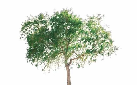 Green tree isolated on a white background Stock Photos