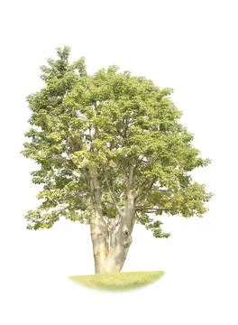 Green tree isolated on white background Stock Photos