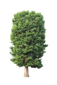 Green tree isolated on white background Foto stock