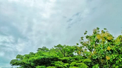 Green Tree Landscape with Cloudy Sky Stock Footage 304277308
