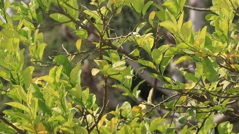 Green tree leaf background. Stock Footage 169506476