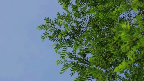 Green Tree Leaf on Blue Sky, Low Angle Stock Footage 76267582