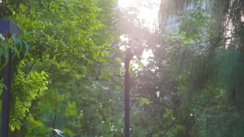 Green tree leaf on branch sunshine light morning nature Stock Footage 289039182