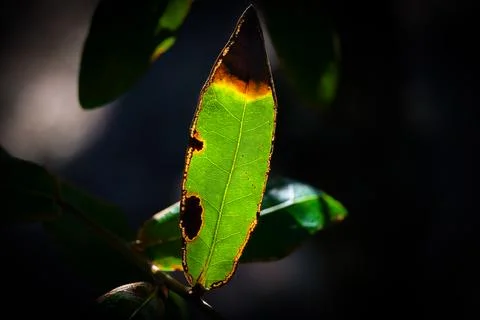 Green tree leaf damage Stock Photos