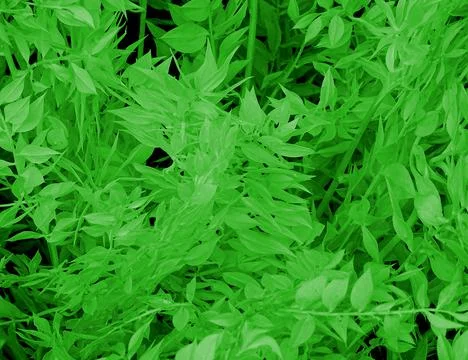Green Tree Leaf Flora Background Stock Photos