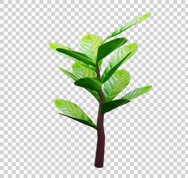 Green tree leaf icon 3d on transparent  background Stock Illustration