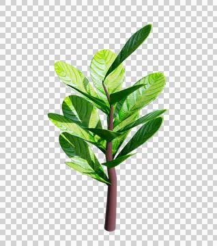 Green tree leaf icon 3d on transparent  background 스톡 일러스트