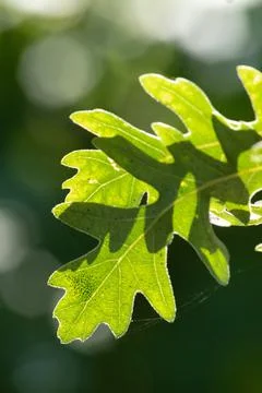 Green tree leaf isolated from the background Stock Photos