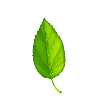 Green tree leaf, isolated cartoon vector foliage Stock Illustration