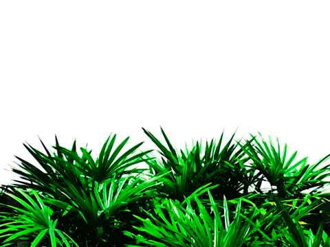 Green tree leaf isolated on white background with copy space for your text. Stock Photos