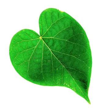 Green tree leaf isolated on white background Stock Photos