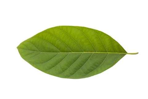 Green tree leaf isolated on white background Stock Photos