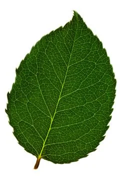 Green tree leaf Stock Photos
