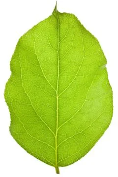 Green tree leaf Stock Photos