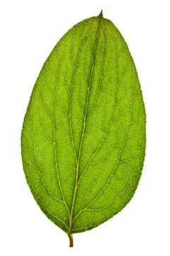 Green tree leaf Stock Photos