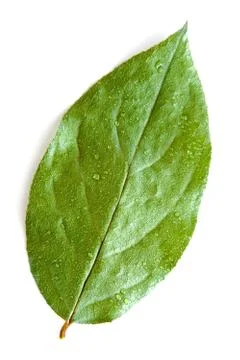 Green tree leaf Stock Photos